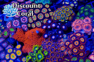 Zoanthid Coral Frags