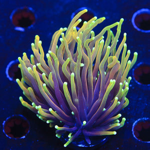 Dragon Soul Torch Coral