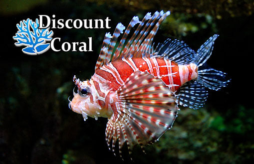 Dwarf Zebra Lionfish