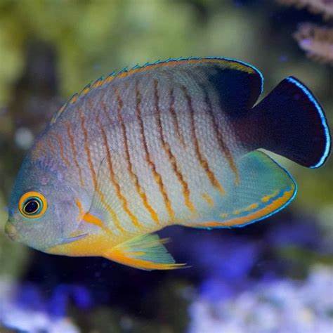 Eibli Angelfish for Sale