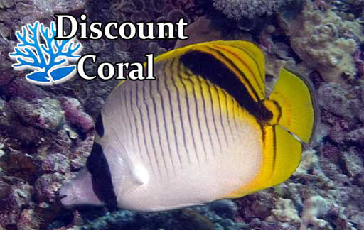 Falcula Butterflyfish - Sickle Butterflyfish - Discount Coral ...