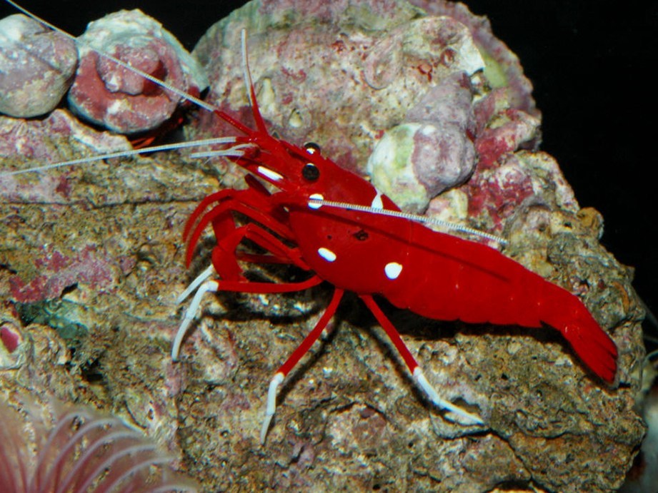 Fire shrimp for sale