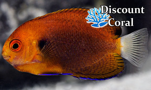 Fisher's Angelfish