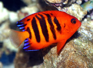 Flame Angelfish for Sale