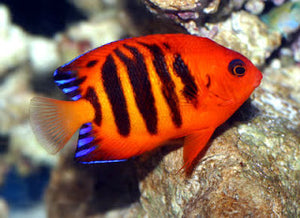Flame Angelfish for Sale