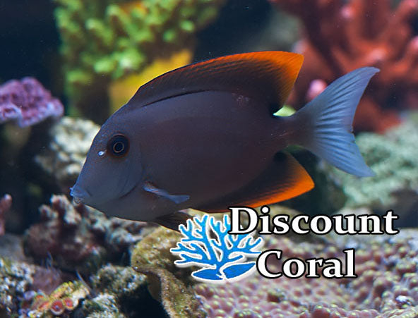 Flame Fin Tomini Tang