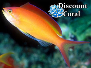 Ignitus Anthias Fish - Male