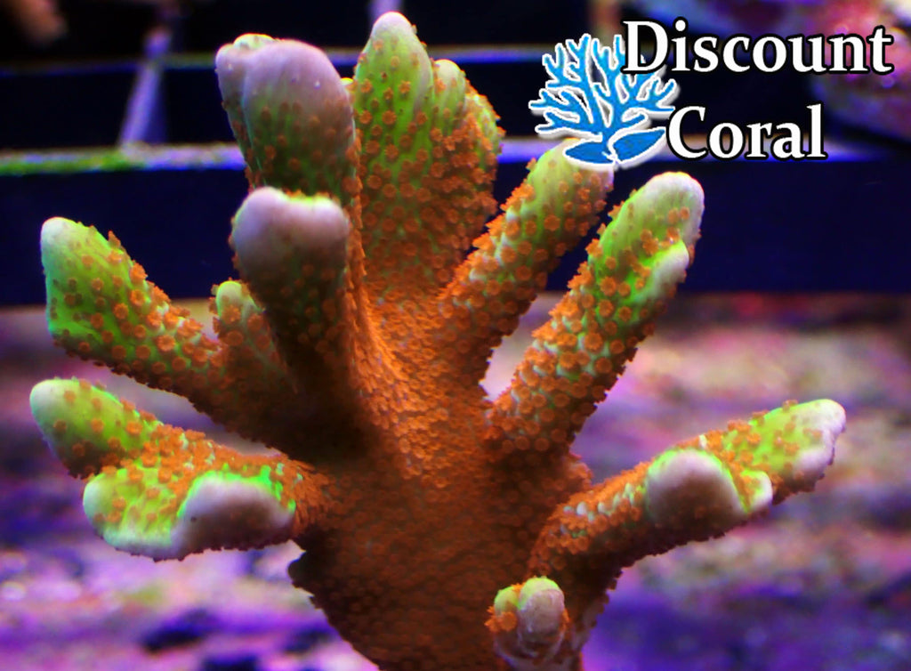 Forest Fire Digitata Coral Frags
