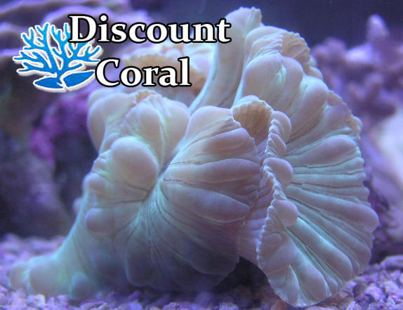 Fox Coral