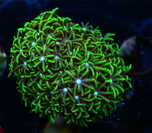 Green Star Polyp Coral
