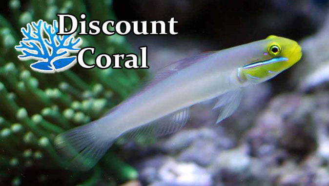 Golden Headed Sleeper Goby