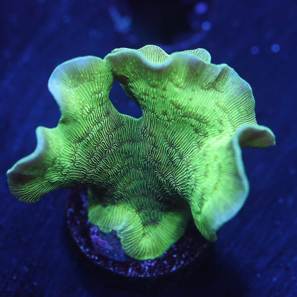 Pavona Cactus Coral Frag
