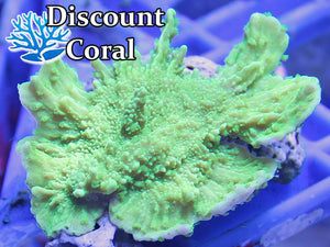 Green Montipora Capricornis Frags