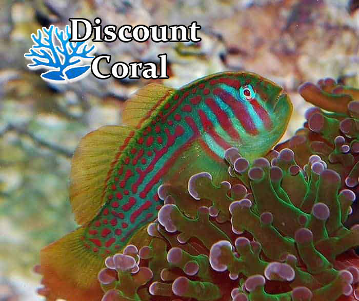 Green Clown Goby