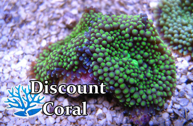 Green Ricordea Mushroom