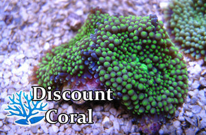 Green Ricordea Mushroom