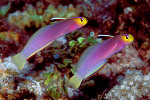Helfrich Dartfish for Sale