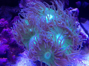 Lavender Duncan Coral