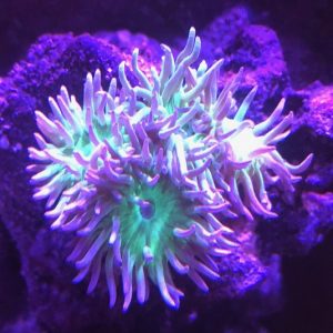 Lavender Duncan Coral
