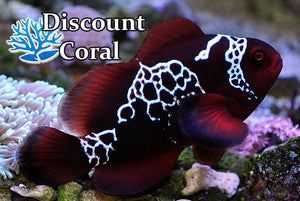 Lightning Maroon Clownfish