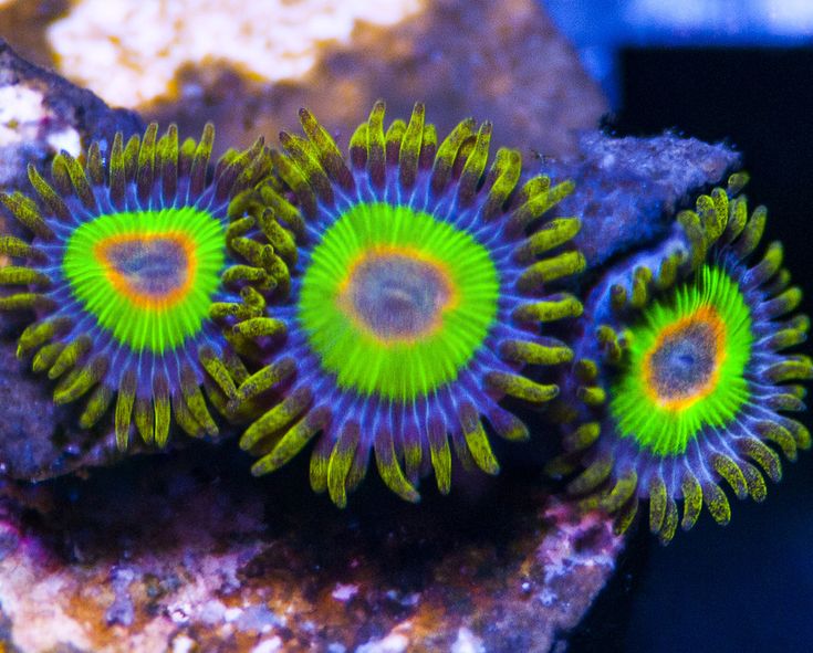 Rasta Zoanthid Coral Frags