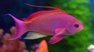 Lyretail Anthias for Sale