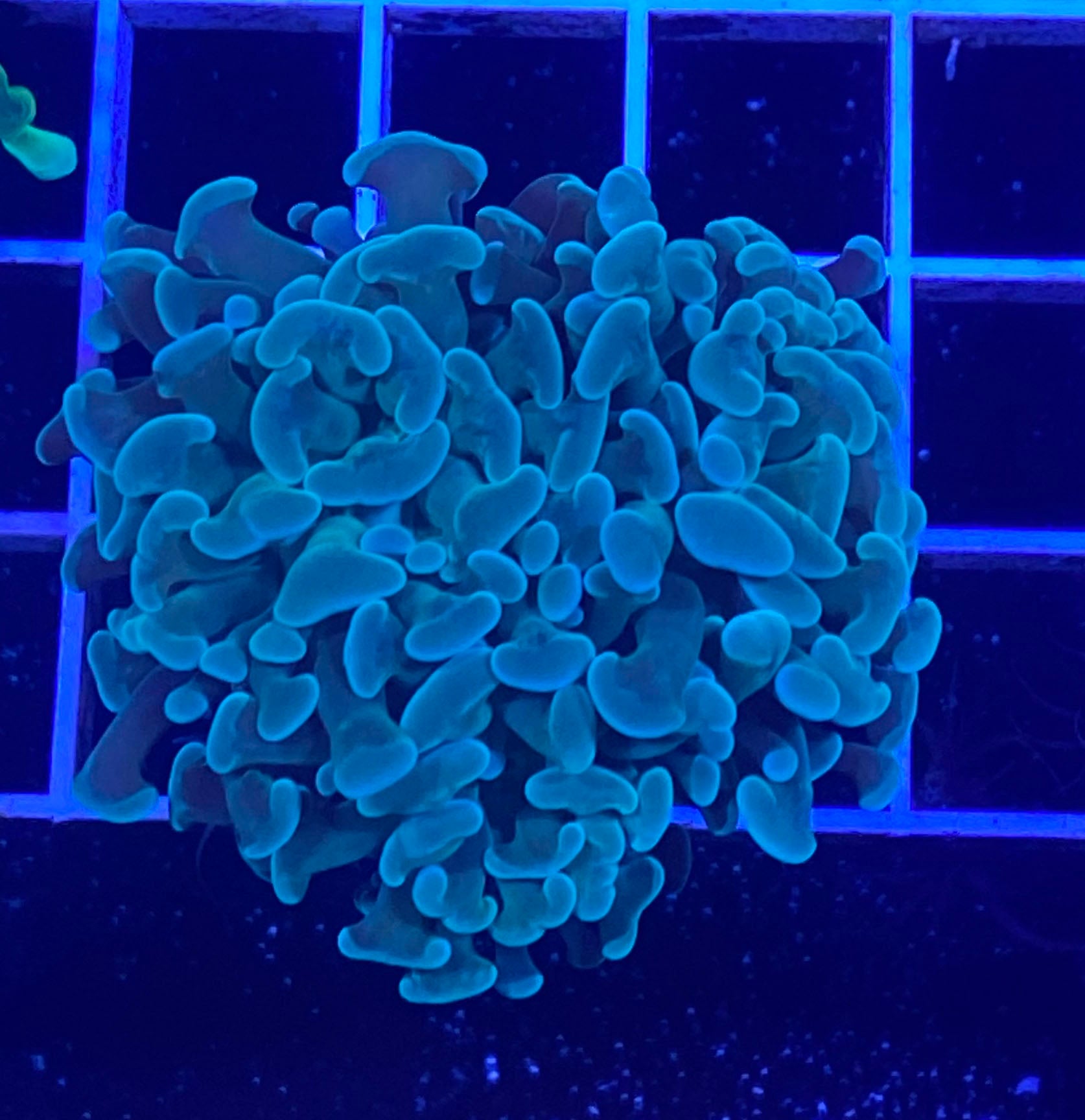 Metallic Green Hammer Coral