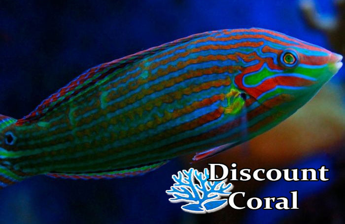 Melanurus Wrasse
