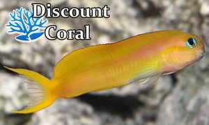 Midas Blenny Fish