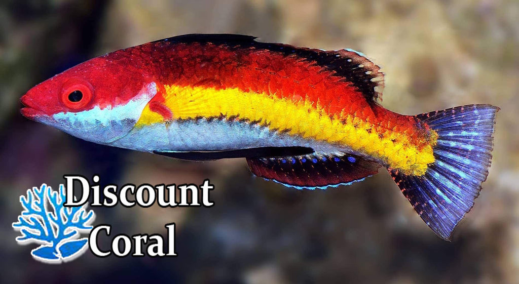 Naokos Fairy Wrasse Male