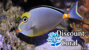 Naso Tangs