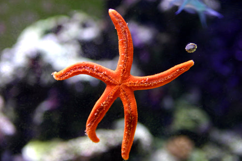 Orange Linckia Starfish for Sale