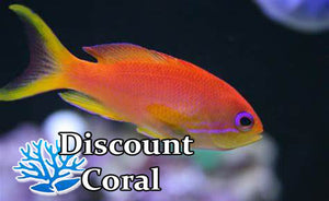 Orange Lyretail Anthias Female