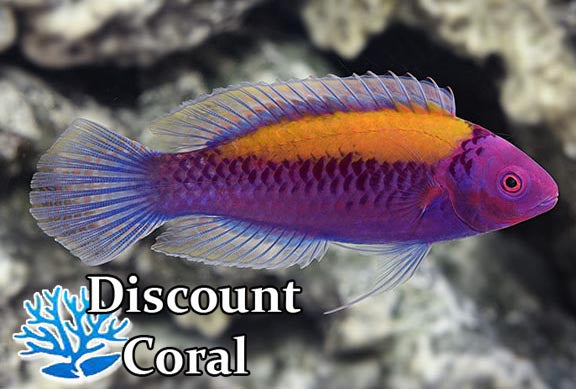 Orange Back Fairy Wrasse Male