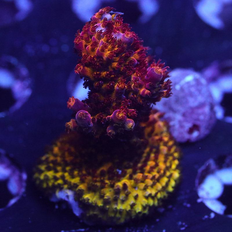 PC Rainbow Acropora