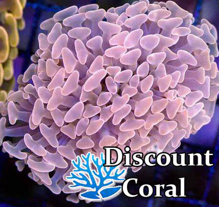 Peach Hammer Coral