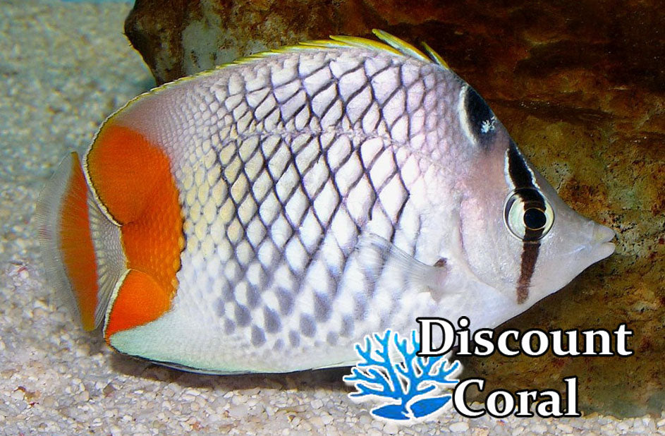 Pearlscale Butterflyfish