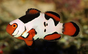 Picasso Clownfish For Sale
