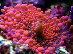 Pink Ricordea Mushrooms