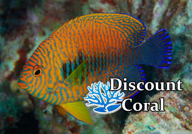 Potters Angelfish