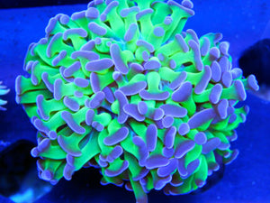 Purple Tip Hammer Coral Frag For Sale