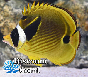 Raccoon Butterfly Fish