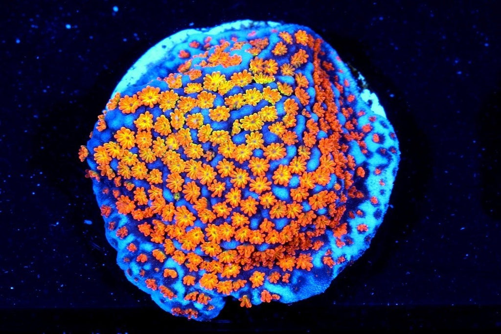 Rainbow Montipora Coral Frag for sale