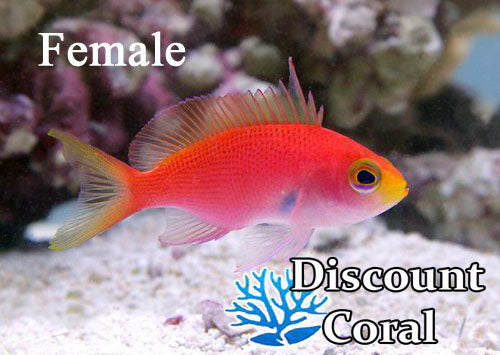Randall's Anthias