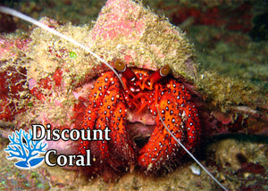 Red Hairy Hermit Crab