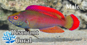 Red Margin Fairy Wrasse Male