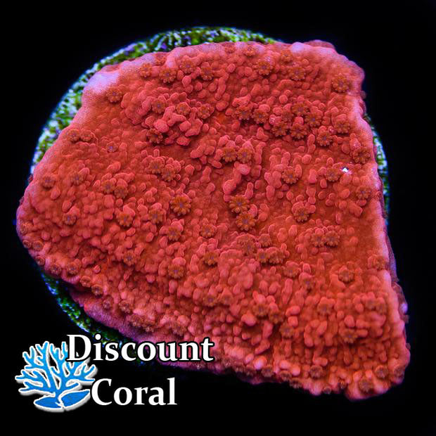 Red Montipora Capricornis Coral