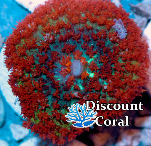 Red St. Thomas Mushroom