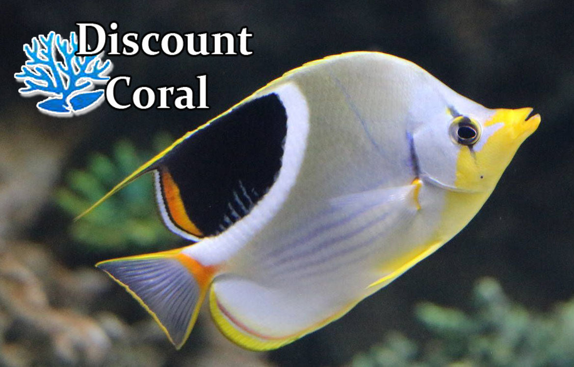 Saddleback Butterflyfish