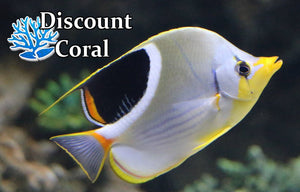 Saddleback Butterflyfish